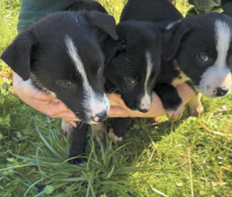 MCNAB BORDER COLLIE PUPPIES